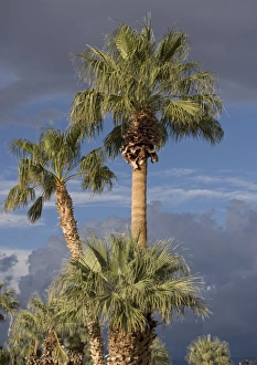 Californian / Desert Fan Palms Californian / Desert Fan Palms