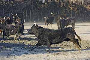 Camargue Cattle - mixture of cows & bulls Camargue Cattle - mixture of cows & bulls