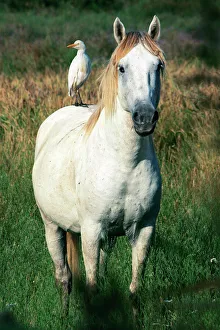 Camargue horse with Cattle Egret (Bulbucus ibis) Camargue horse with Cattle Egret (Bulbucus ibis)