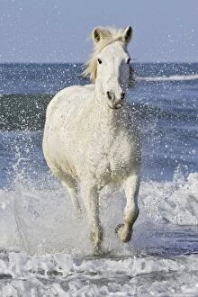 Images Dated 18th March 2007: Camargue Horses - running along the beach - Saintes Maries de la Mer - Bouches du Rhone - France
