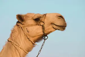 Prints of FEU-157 Camel Egypt Geoff du Feu Please note that prints are for personal display purposes only and may not be reproduced in any way. Camel Prints: Camel Egypt Print FEU-157