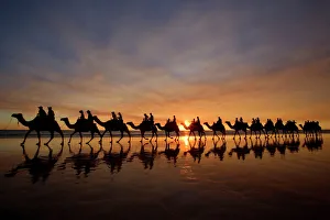 Camel safari - famous camel safari on Brooms Cable Beach at sunset with camels reflecting on wet beach Camel safari - famous camel safari on Brooms Cable Beach at sunset with camels reflecting on wet beach