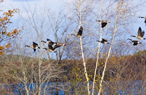 Canada Geese - small flock in flight against trees Canada Geese - small flock in flight against trees