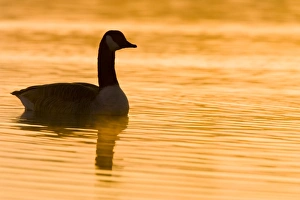 Canada Goose - Silhouette and warm morning sunshine reflecting on water Canada Goose - Silhouette and warm morning sunshine reflecting on water