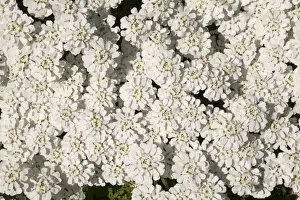 Flowering Plant Species Prints: Candytuft, Evergreen Candytuft