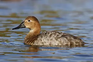 Jim Zipp Wildlife Photography Prints: Canvasback
