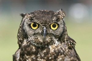 Cape Eagle Owl - Close-up of head Cape Eagle Owl - Close-up of head