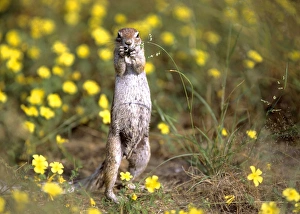 Cape Ground Squirrel - feeding on grass seeds between yellow flowers standing on its hind legs Cape Ground Squirrel - feeding on grass seeds between yellow flowers standing on its hind legs