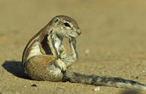 Cape Ground Squirrel - Grooming female Cape Ground Squirrel - Grooming female