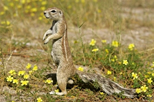 Cape Ground Squirrel - standing watchful between yellow flowers on its hind legs Cape Ground Squirrel - standing watchful between yellow flowers on its hind legs