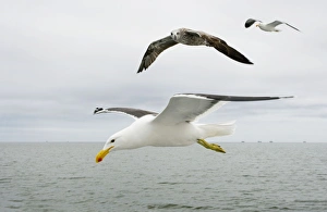 Cape / Kelp Gull - Two adults and a juvenile in flight over the ocean Cape / Kelp Gull - Two adults and a juvenile in flight over the ocean