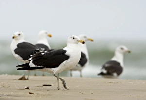 Cape Kelp Gull - Group standing on a beach covered with wind blown foam Cape Kelp Gull - Group standing on a beach covered with wind blown foam
