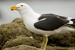 Cape Kelp Gull - Portrait clearly showing colour of the bill and dark eye Cape Kelp Gull - Portrait clearly showing colour of the bill and dark eye