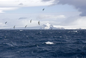Cape Petrel / Cape Pigeon - In flight over Antarctic sea with South Shetland in the Cape Petrel / Cape Pigeon - In flight over Antarctic sea with South Shetland in the