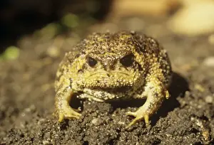 Frog Wildlife Photography Prints: Cape Rain Frog