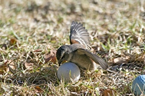 Cape Sparrow - female attempting to incubate a golf ball Cape Sparrow - female attempting to incubate a golf ball