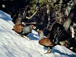 Prints of ED-230 CAPERCAILLIE Tetrao urogallus Eric Dragesco Please note that prints are for personal display purposes only and may not be reproduced in any way. Images Dated 28th September 2007: Capercaillie Print, Tetrao urogallus