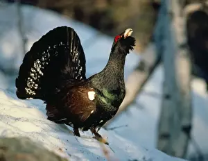 Personal Use Only Artwork Prints: Capercaillie - calling