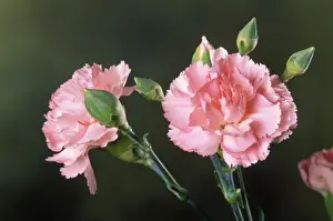 Carnation Flower Prints: Carnation