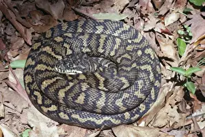 Australian Reptile Images Prints: Carpet Python Snake East Australia