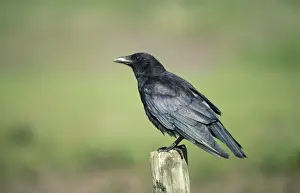 Carrion Crow Images Prints: Carrion Crow