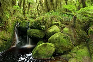 cascade in rainforest - small waterfall and brook meandering through lush moss cascade in rainforest - small waterfall and brook meandering through lush moss