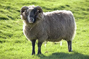Castlemilk Moorit ram at Cotswold Farm Park Castlemilk Moorit ram at Cotswold Farm Park