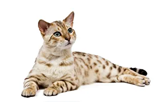 Animals/pets cats bengal/cat 1 year old bengal seal mink snow Animals/pets cats bengal/cat 1 year old bengal seal mink snow
