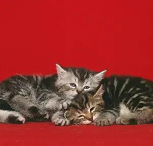 Cat Prints For Sale Prints: Cat - 2 kittens