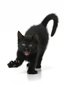 CAT. 7 weeks old , black kitten, stretching and yawning, facial expression ,cute, studio CAT. 7 weeks old , black kitten, stretching and yawning, facial expression ,cute, studio