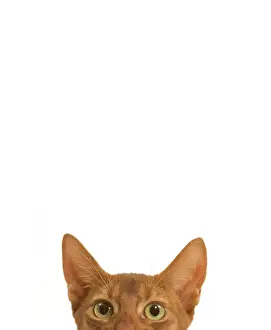Abyssinian Prints: Abyssinian Cat Studio Print LA-7994