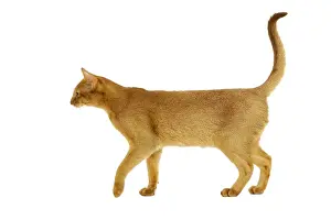 Abyssinian Red Cat Print