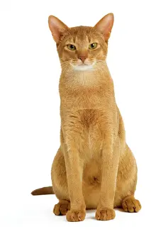 Abyssinian Prints: Abyssinian Cat Print - Red in Studio LA-8140