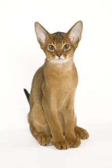 Abyssinian Cat Breeds Prints: Cat - Abyssinian sitting in studio