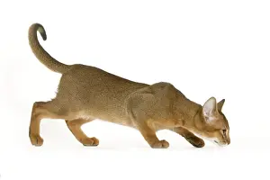 Domestic Short Haired Cats Prints: Cat - Abyssinian - in studio