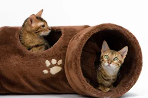 Cat - two in activity play tunnel Cat - two in activity play tunnel