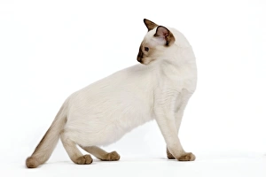 Cat - Balinese - Kitten - kitten walking - looking back Cat - Balinese - Kitten - kitten walking - looking back
