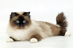 Prints of LA-1902 Cat - Birman, twitching tail. Jean Michel Labat Please note that prints are for personal display purposes only and may not be reproduced in any way. Birman Prints: Cat - Birman LA-1902 Print