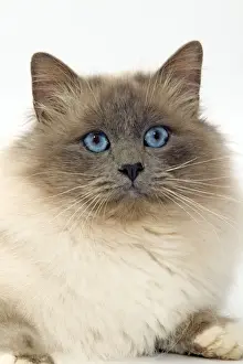 Semi Longhair Cat Breeds Prints: Cat - Birman cat in studio