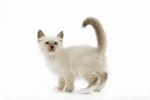 Cute Kittens For Sale Prints: Cat - Birman kitten in studio