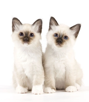 Birman kittens sales for sale