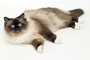 White Background Cat Photos Prints: Cat - Birman lying in studio