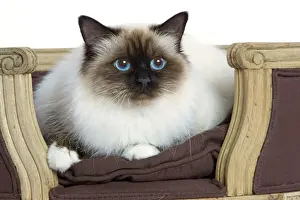 Prints of LA-5993 Cat - Birman - in studio Jean-Michel Labat Please note that prints are for personal display purposes only and may not be reproduced in anyway. Birman Prints: Cat - Birman Print