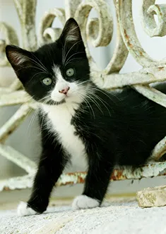 Cat - Black and white kitten climbing through hole in fence Cat - Black and white kitten climbing through hole in fence