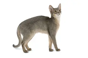 Blue Abyssinian Cat Print LA-6855