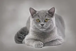 Black And White Cat Photo Prints: Cat - British Blue