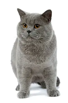 British Blue Cat Studio Print LA-8433 by Jean-Michel Labat
