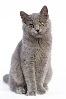 Cat - British Short Hair Blue - Kitten sitting down Cat - British Short Hair Blue - Kitten sitting down