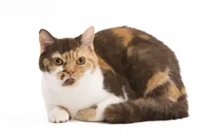 British Shorthair Chocolate Torite White Cat Print Art