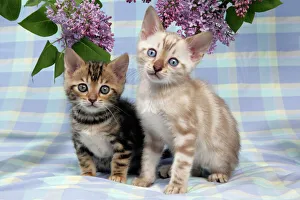 CAT. Brown Marble & Snow Marble blue-eyed Bengal kittens -6 weeks old, under lilac CAT. Brown Marble & Snow Marble blue-eyed Bengal kittens -6 weeks old, under lilac
